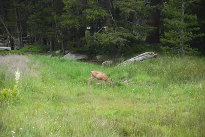 DSC_4478 (Large).JPG